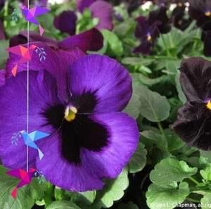 Meet your Posher, Judy